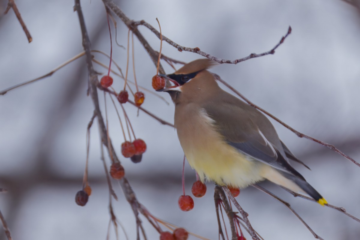 Zedernseidenschwanz - ML646672641