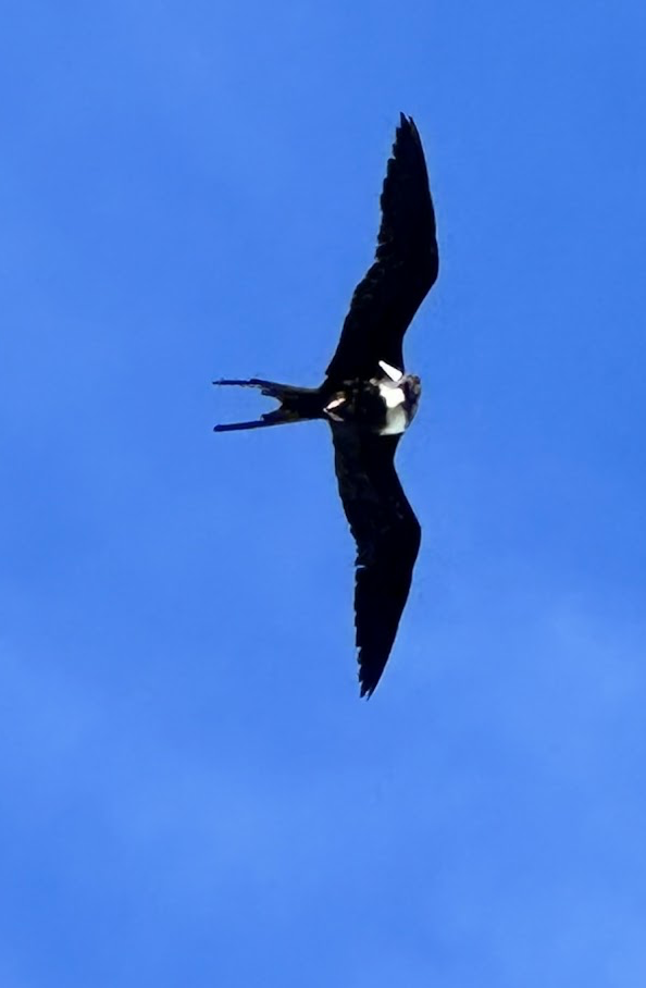 frigatebird sp. - ML646672646