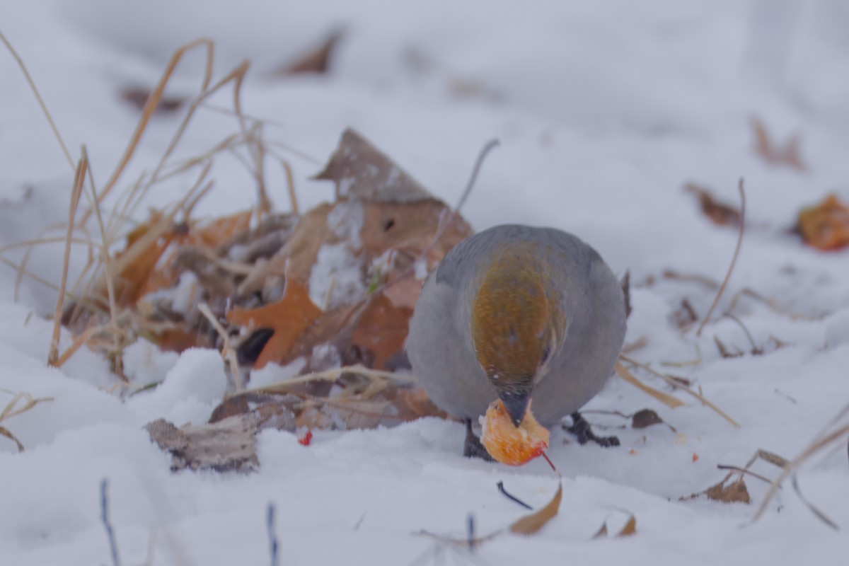 Hakengimpel - ML646672655