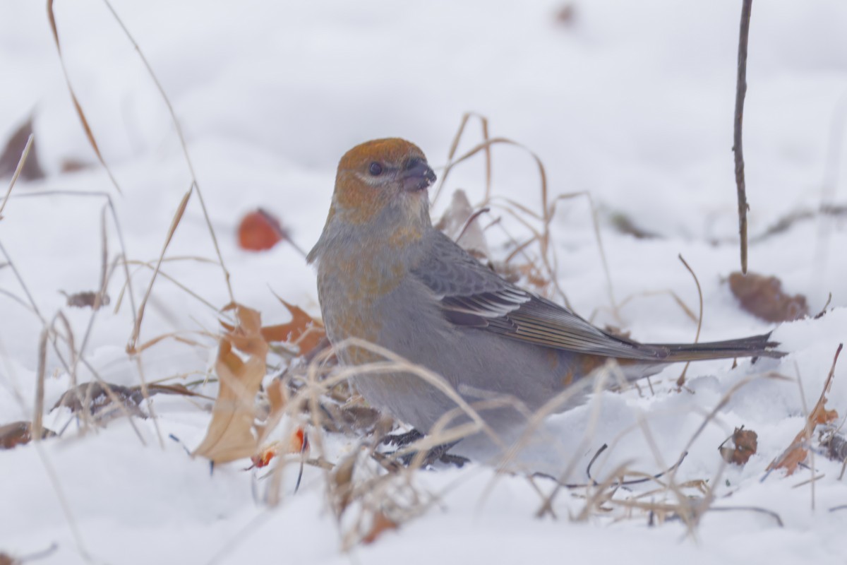 Hakengimpel - ML646672656