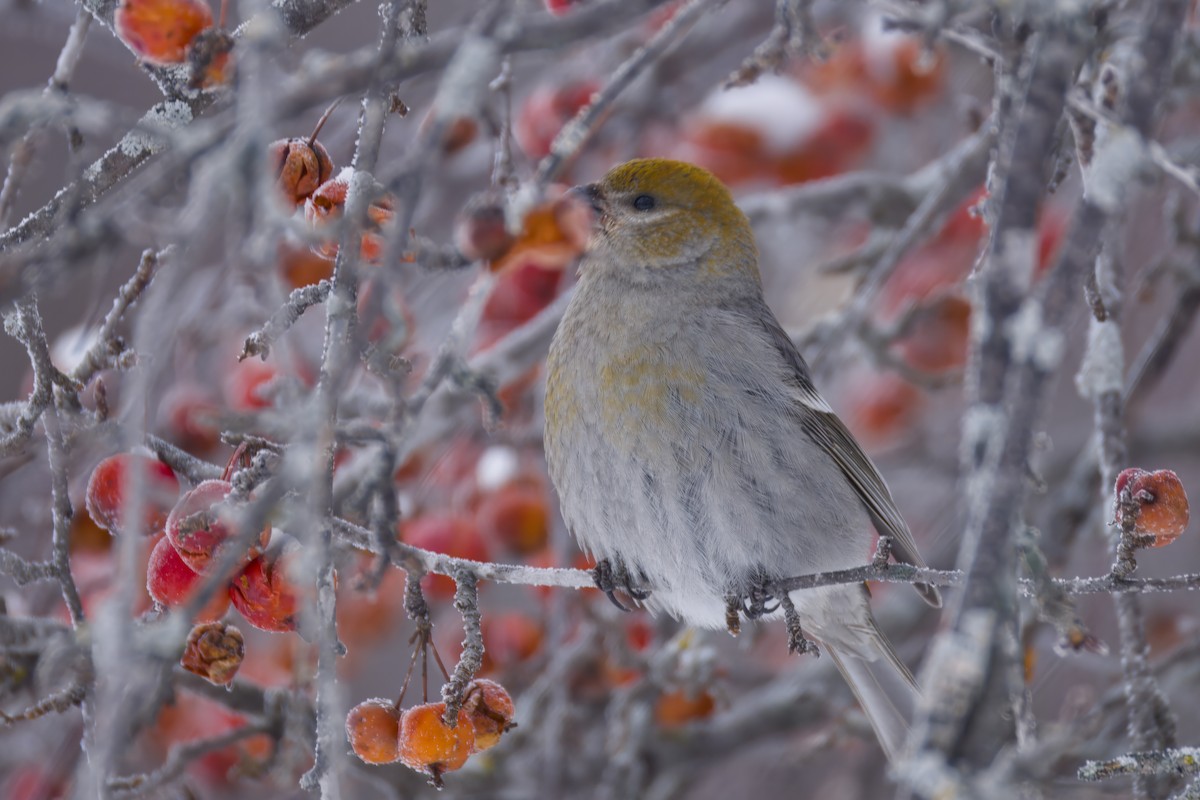 Hakengimpel - ML646672657