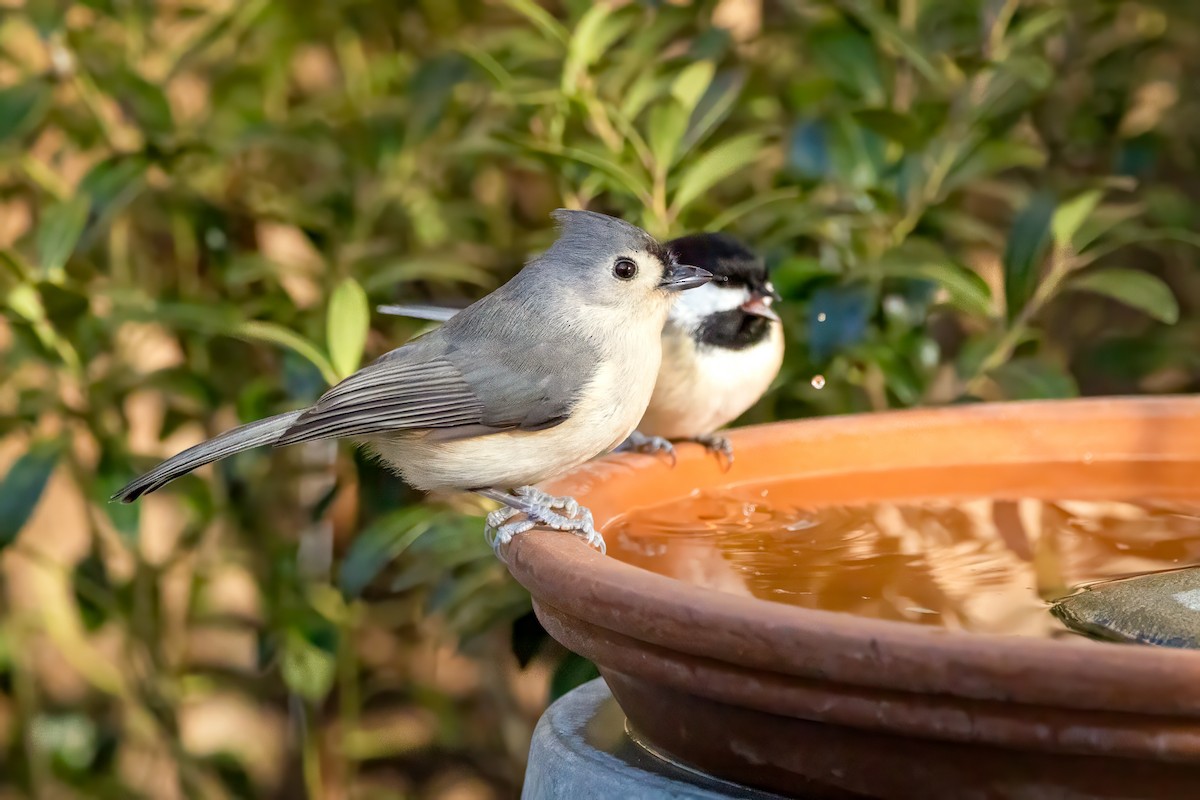 Tufted Titmouse - ML646672659
