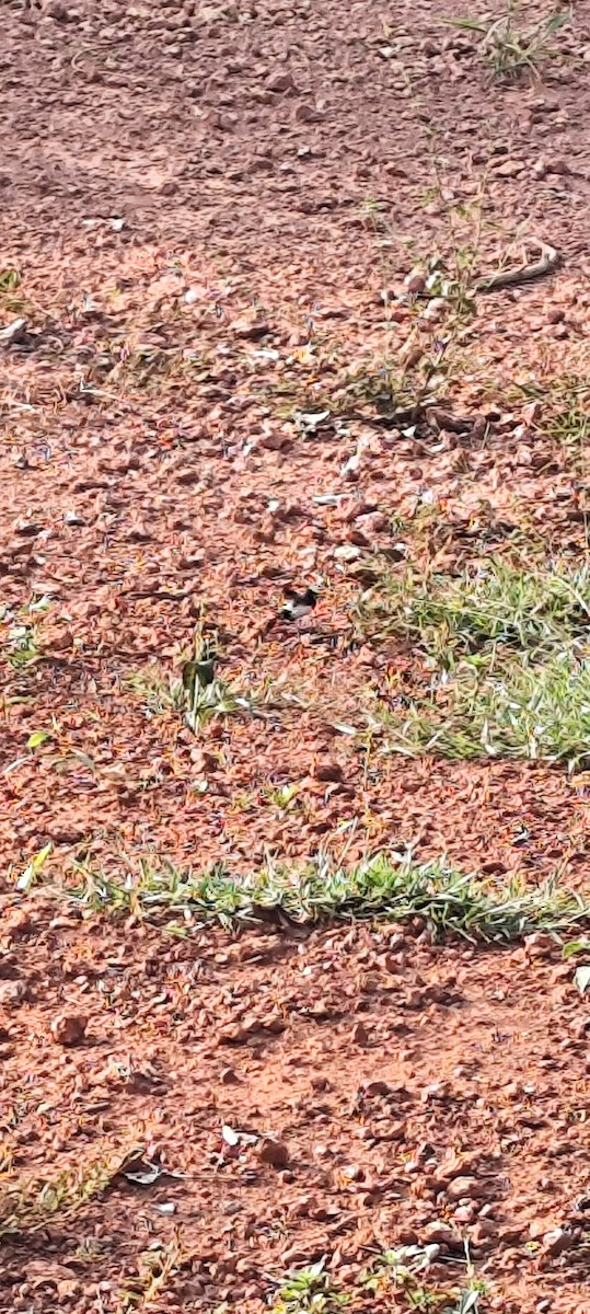 White-rumped Munia - ML646672661