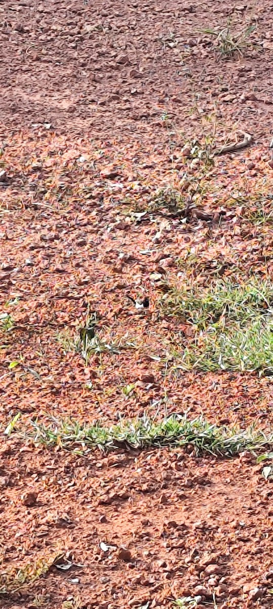 White-rumped Munia - ML646672662