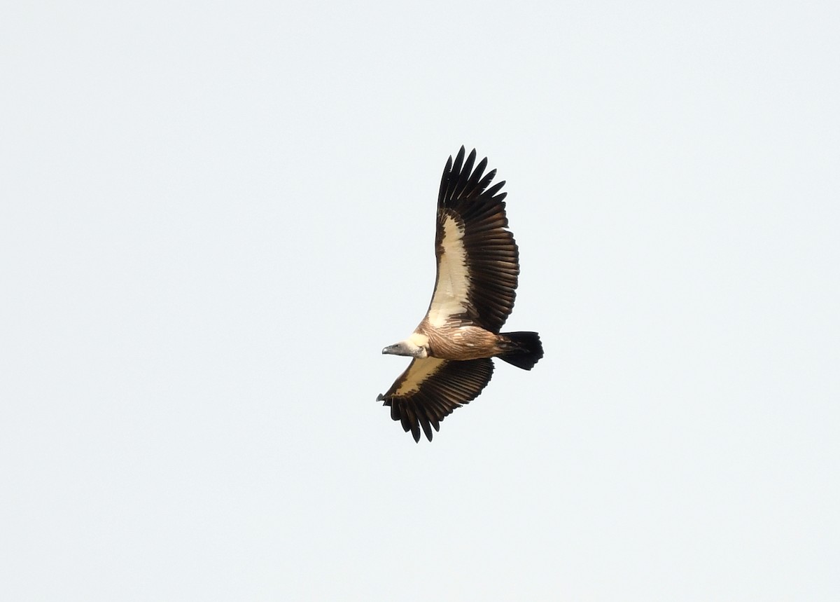 Buitre Dorsiblanco Africano - ML646672671