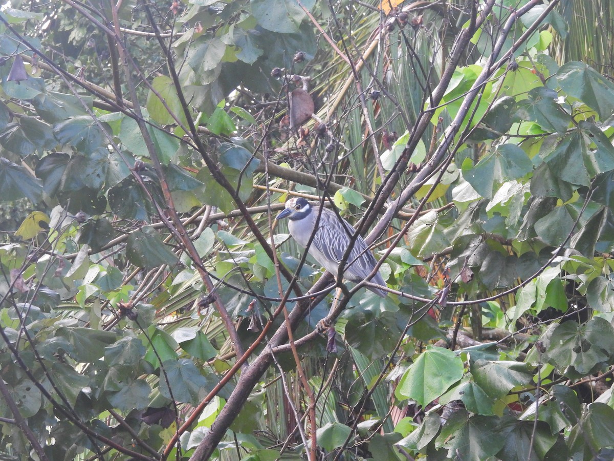 Yellow-crowned Night Heron - ML646672673