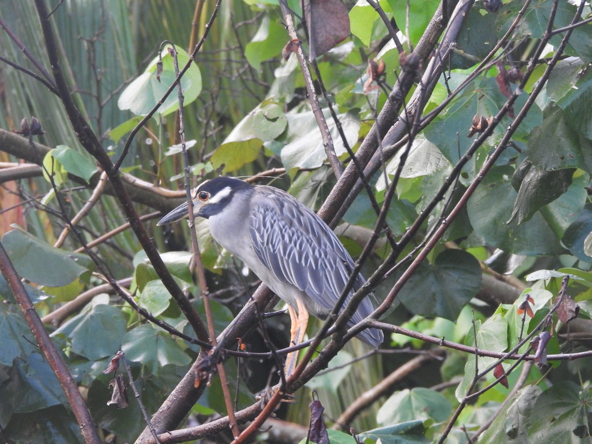 Yellow-crowned Night Heron - ML646672674
