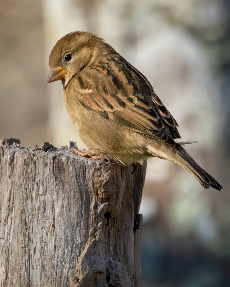 House Sparrow - ML646672678
