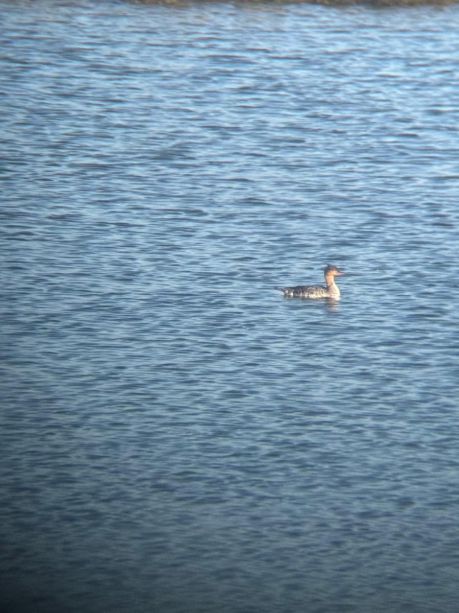 Zerra ertaina - ML646672679