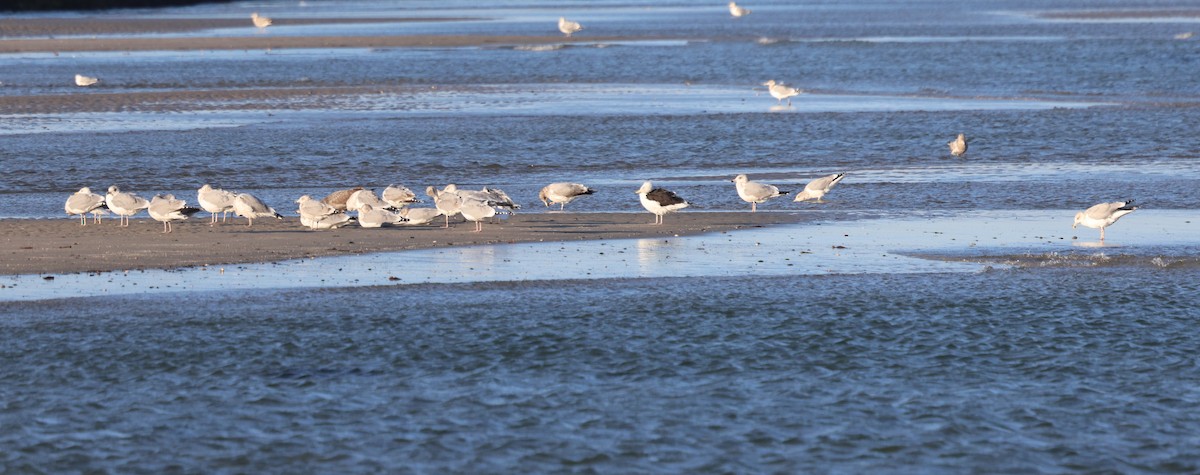 American Herring Gull - ML646672683