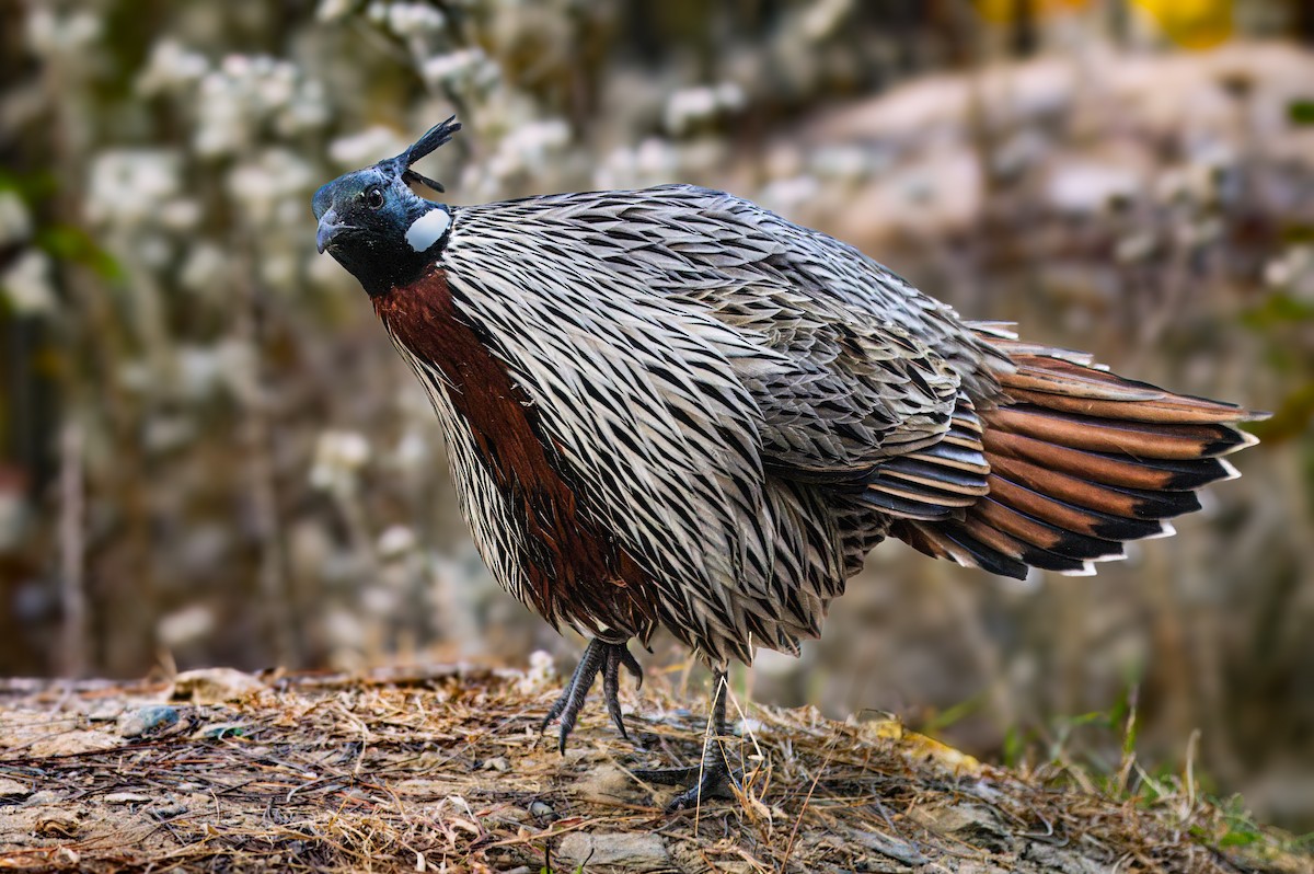 ミノキジ - ML646672691