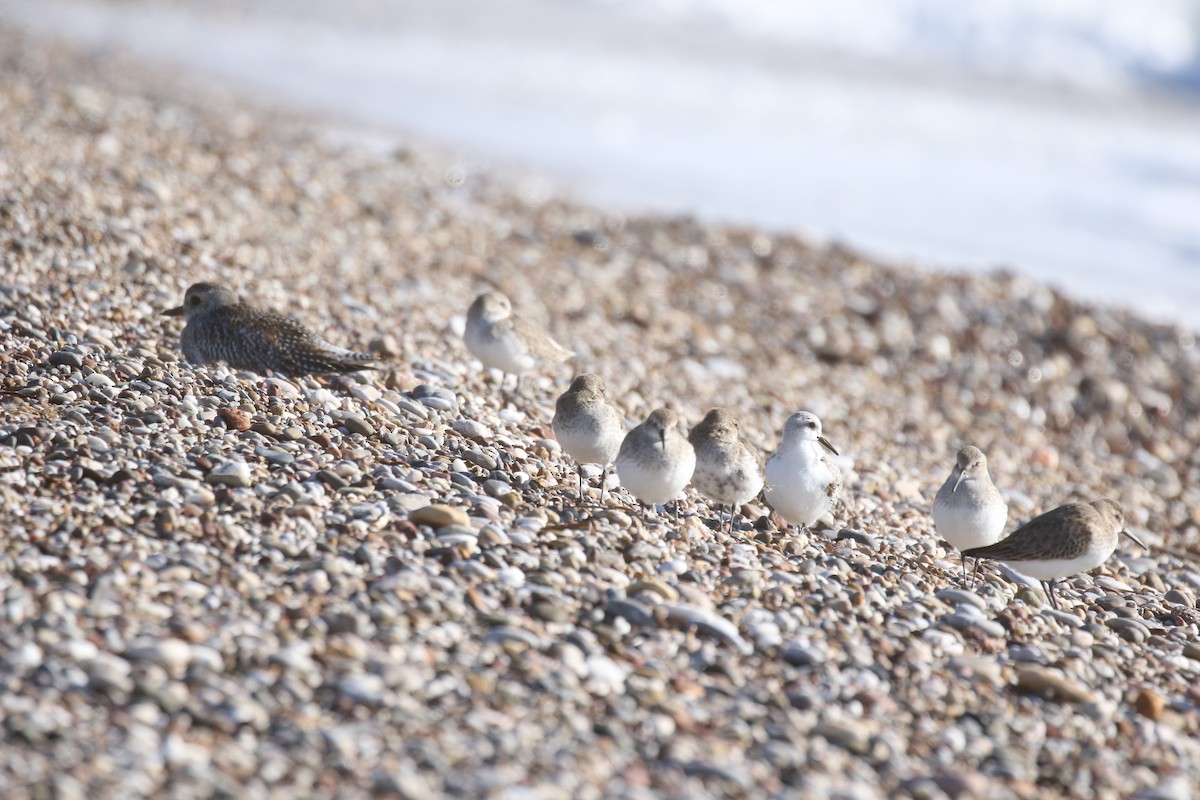Black-bellied Plover - ML646672692