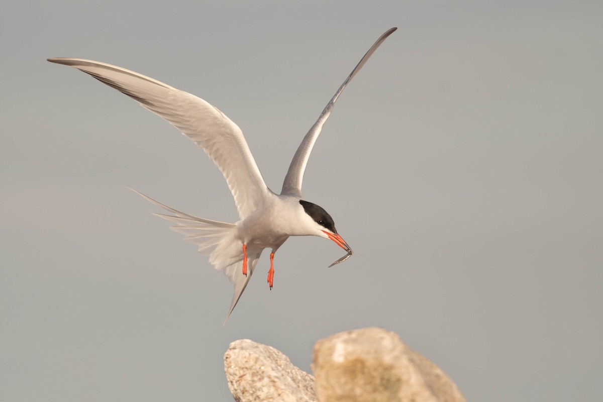 Charrán Común - ML646672694