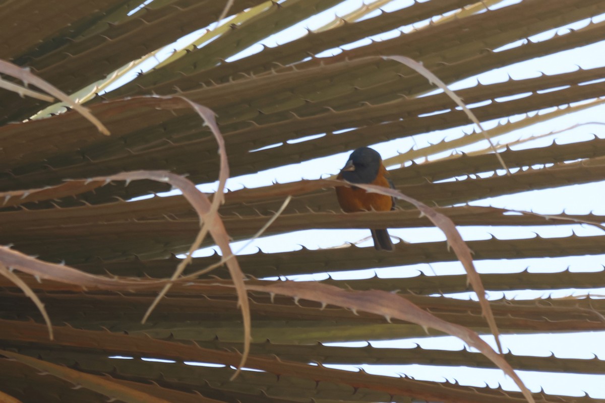 Peru And İspinozu - ML646672695