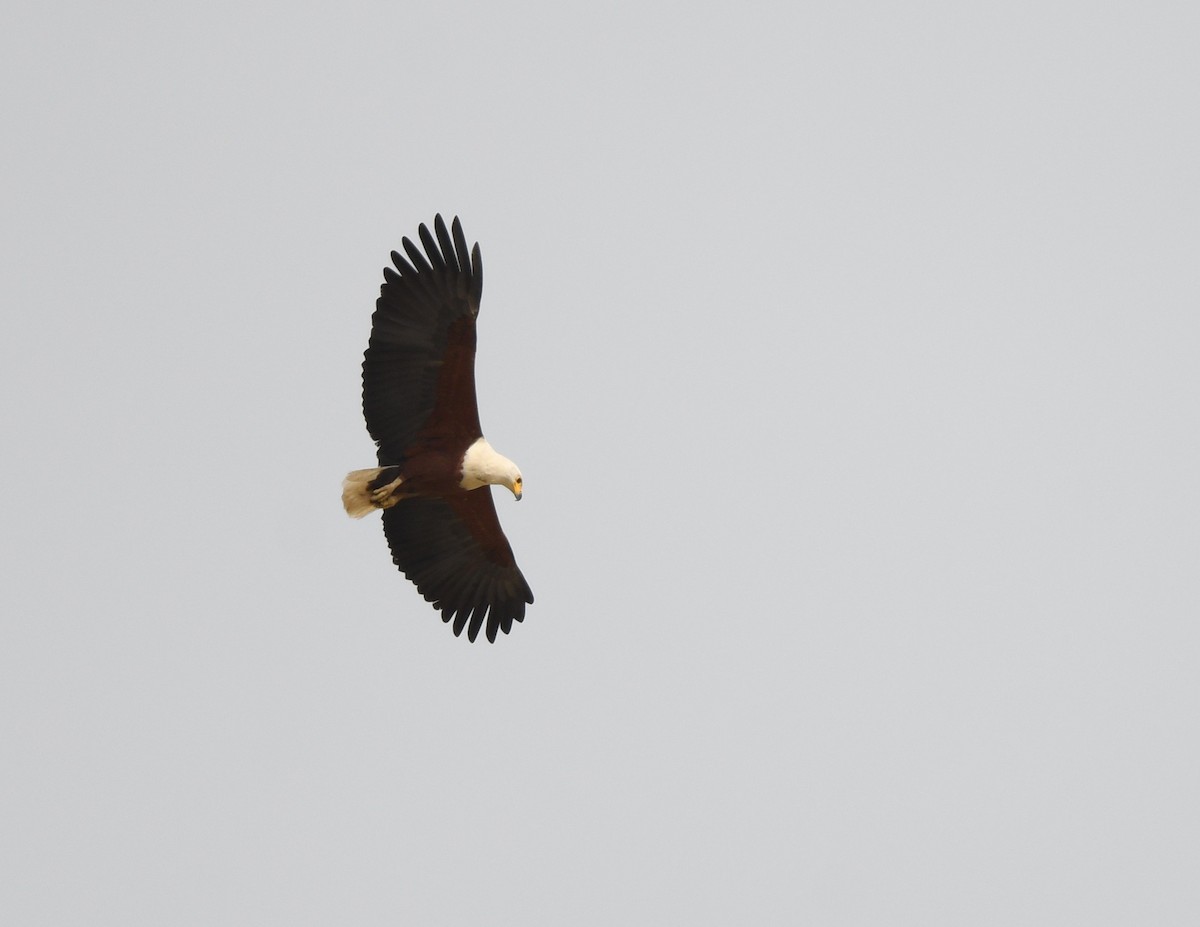 flodørn - ML646672699