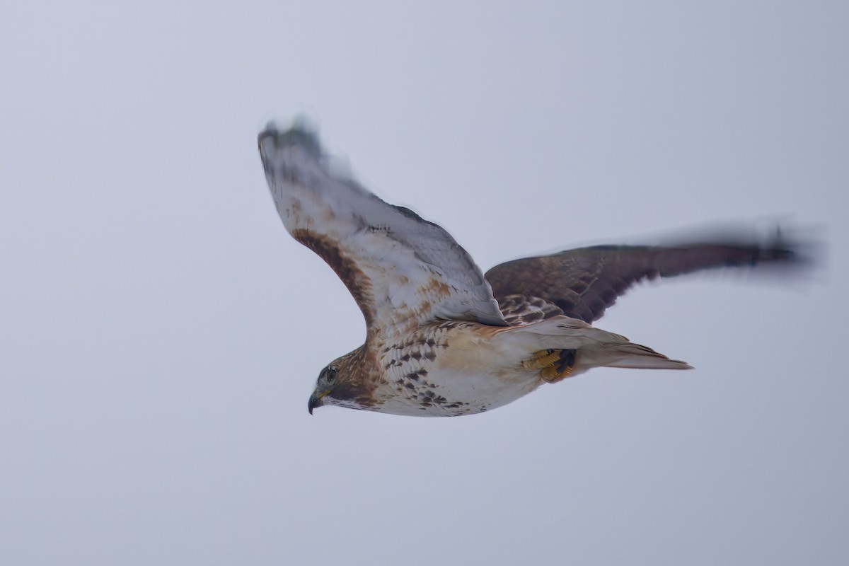 Rotschwanzbussard - ML646672700