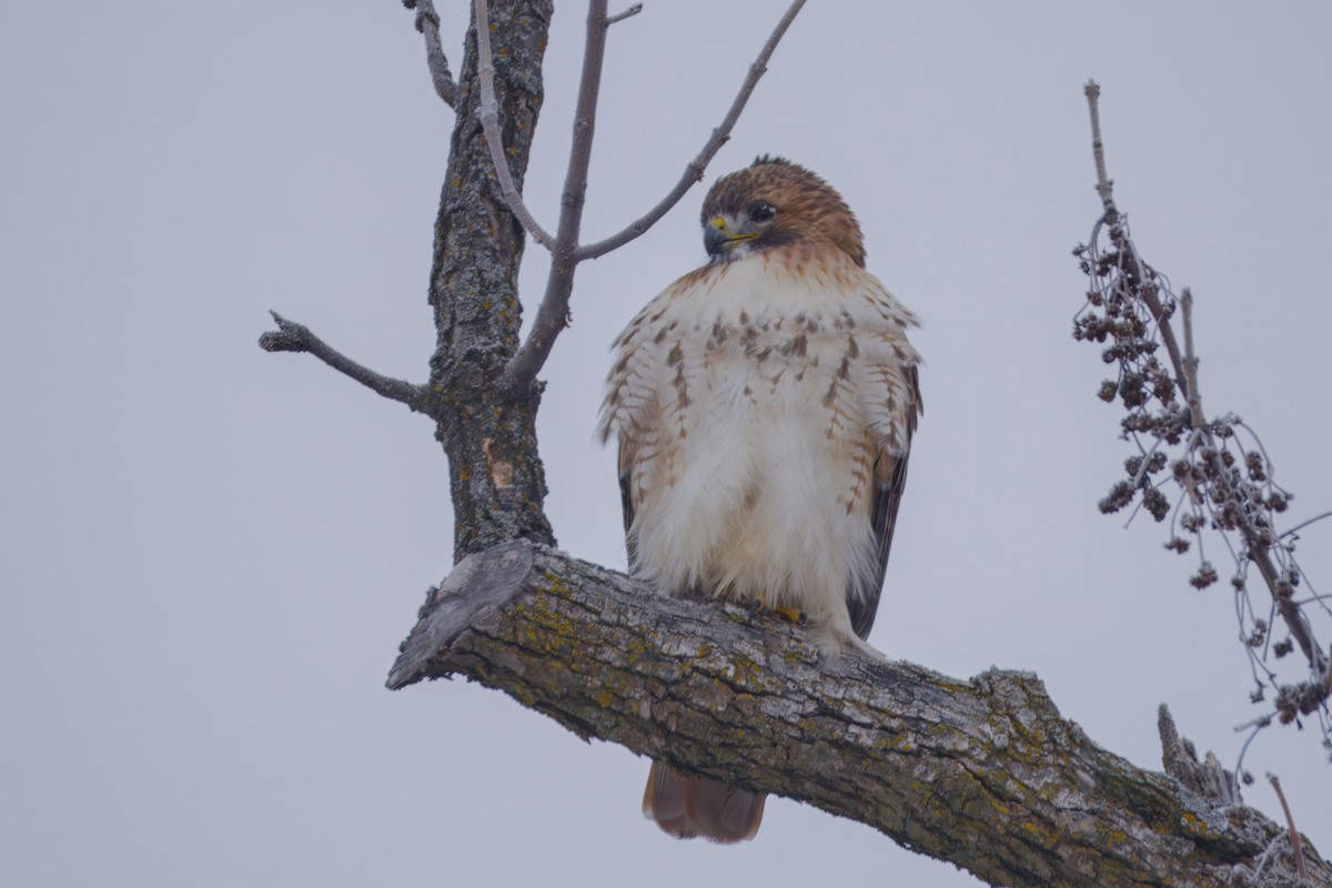 Rotschwanzbussard - ML646672701