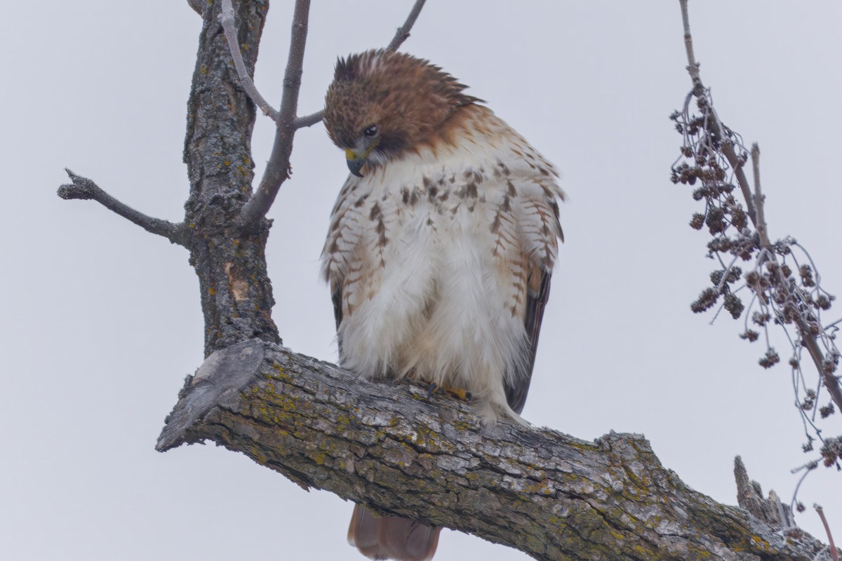 Rotschwanzbussard - ML646672702