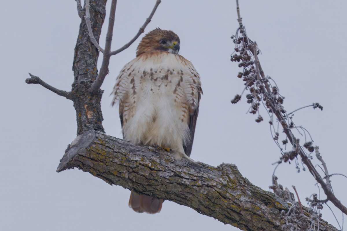 Rotschwanzbussard - ML646672703