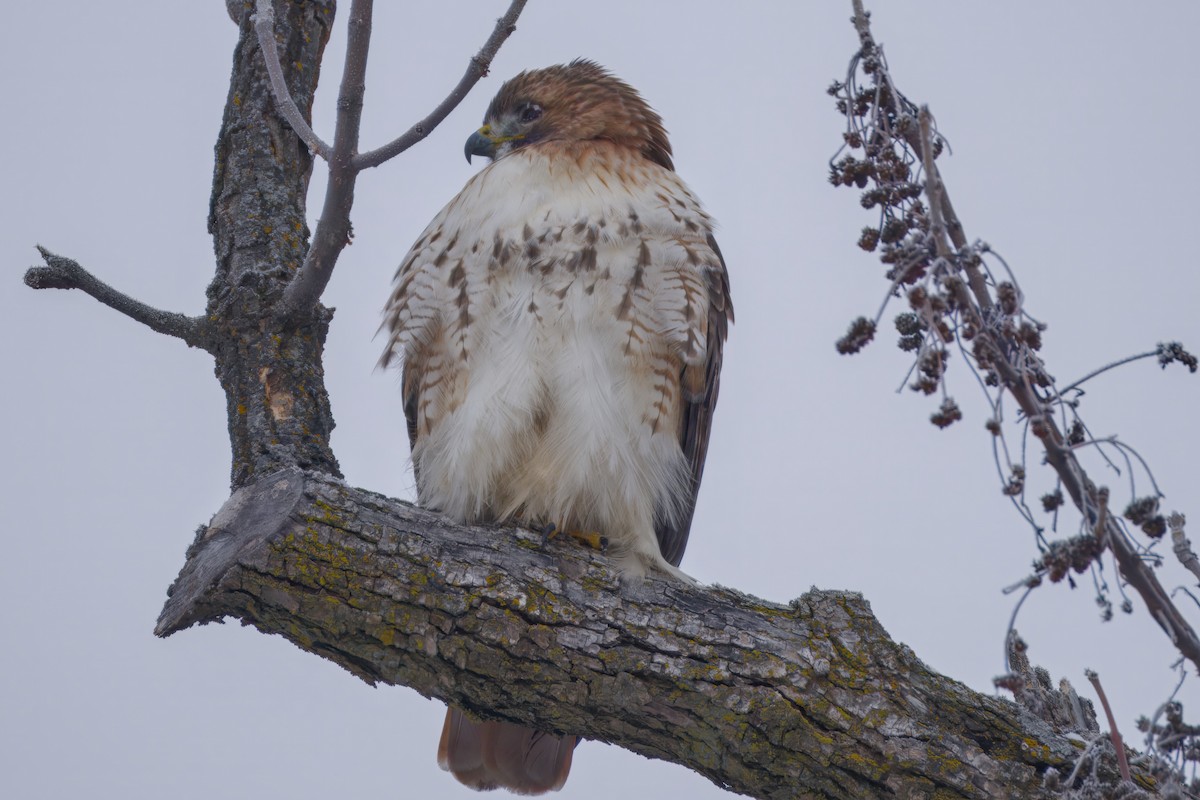 Rotschwanzbussard - ML646672704