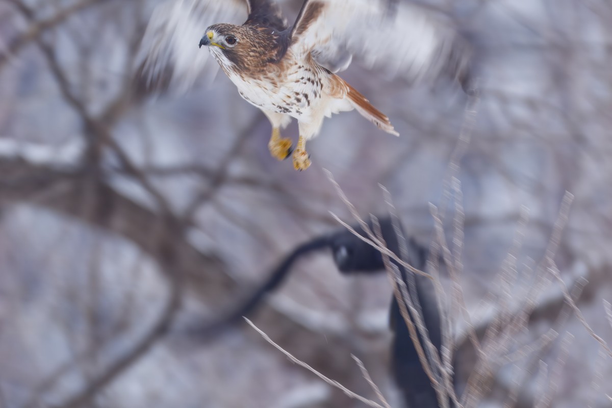 Rotschwanzbussard - ML646672705