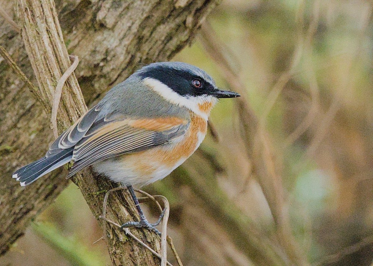 Kapschnäpper - ML646672710