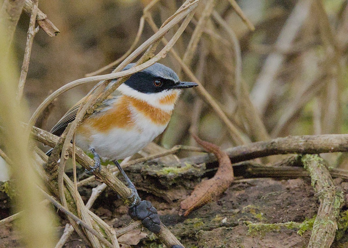 Kapschnäpper - ML646672711