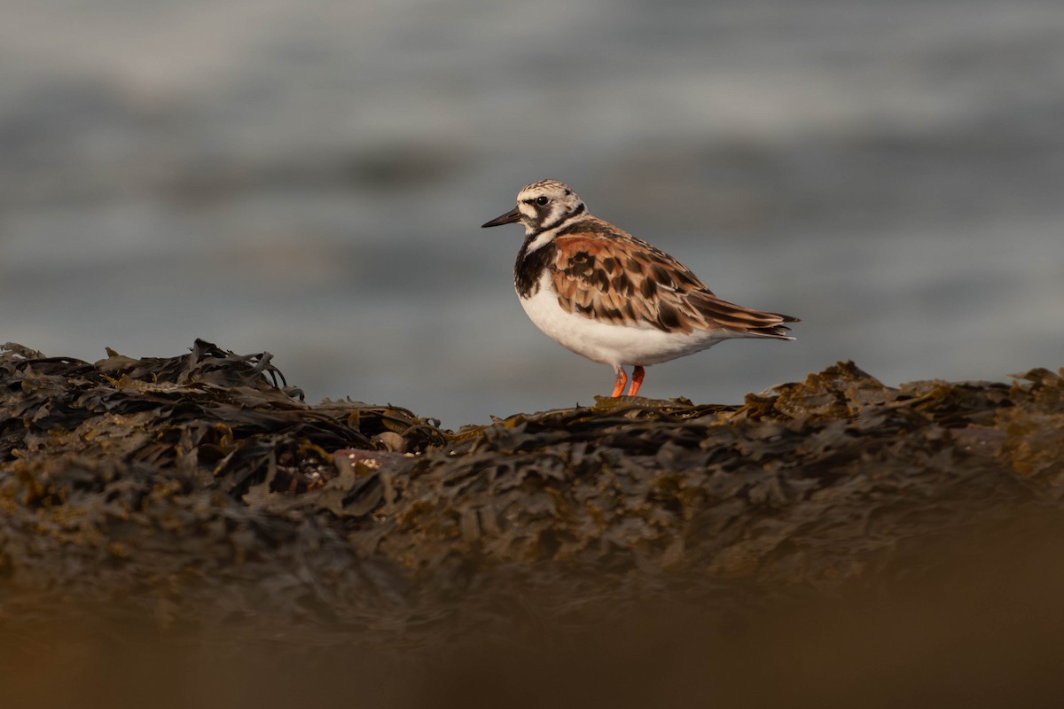 Vuelvepiedras Común - ML646672714