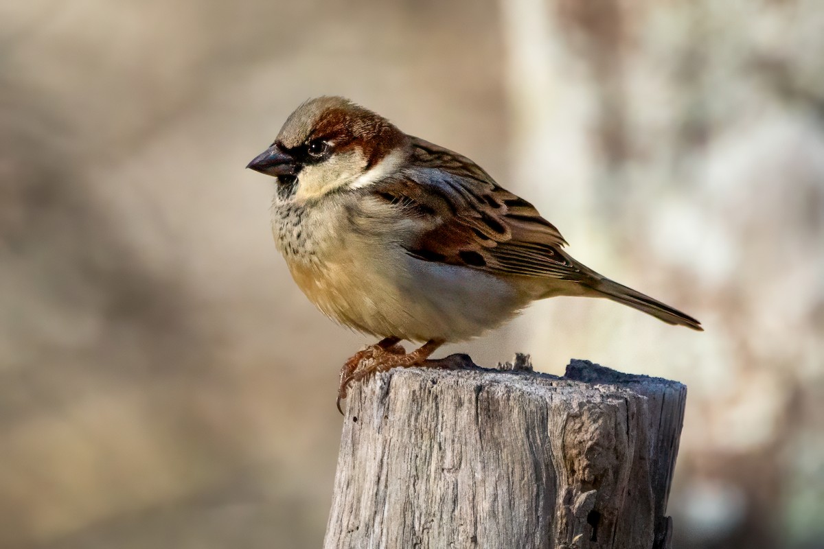 House Sparrow - ML646672715