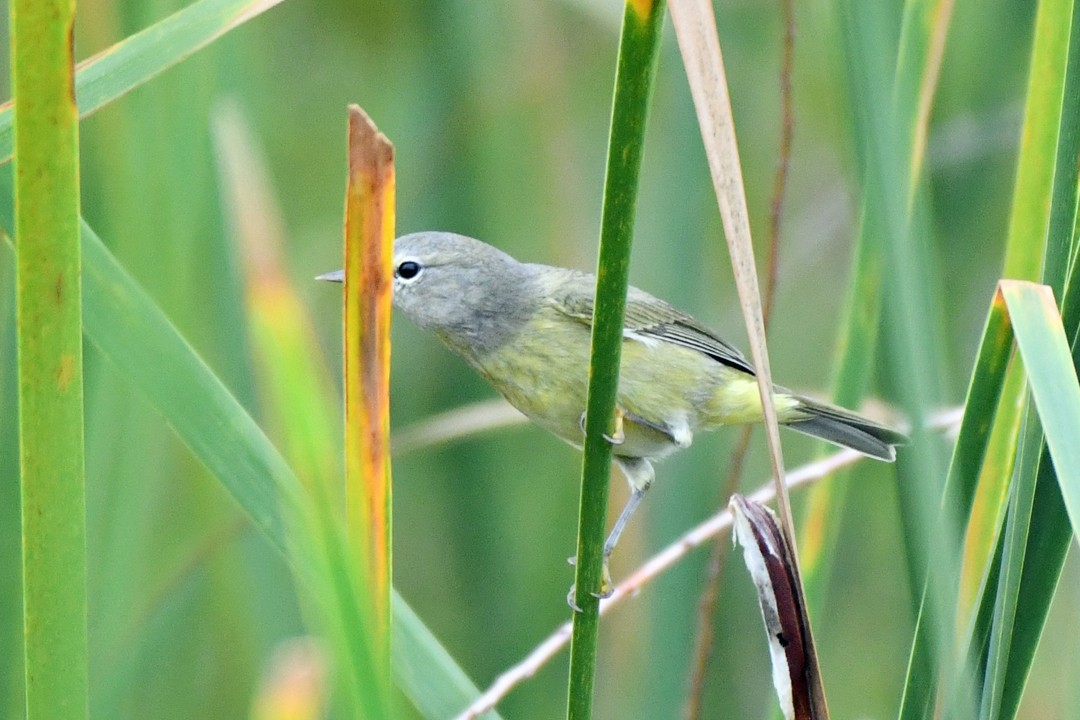 Reinita Coroninaranja (celata/orestera) - ML646672716