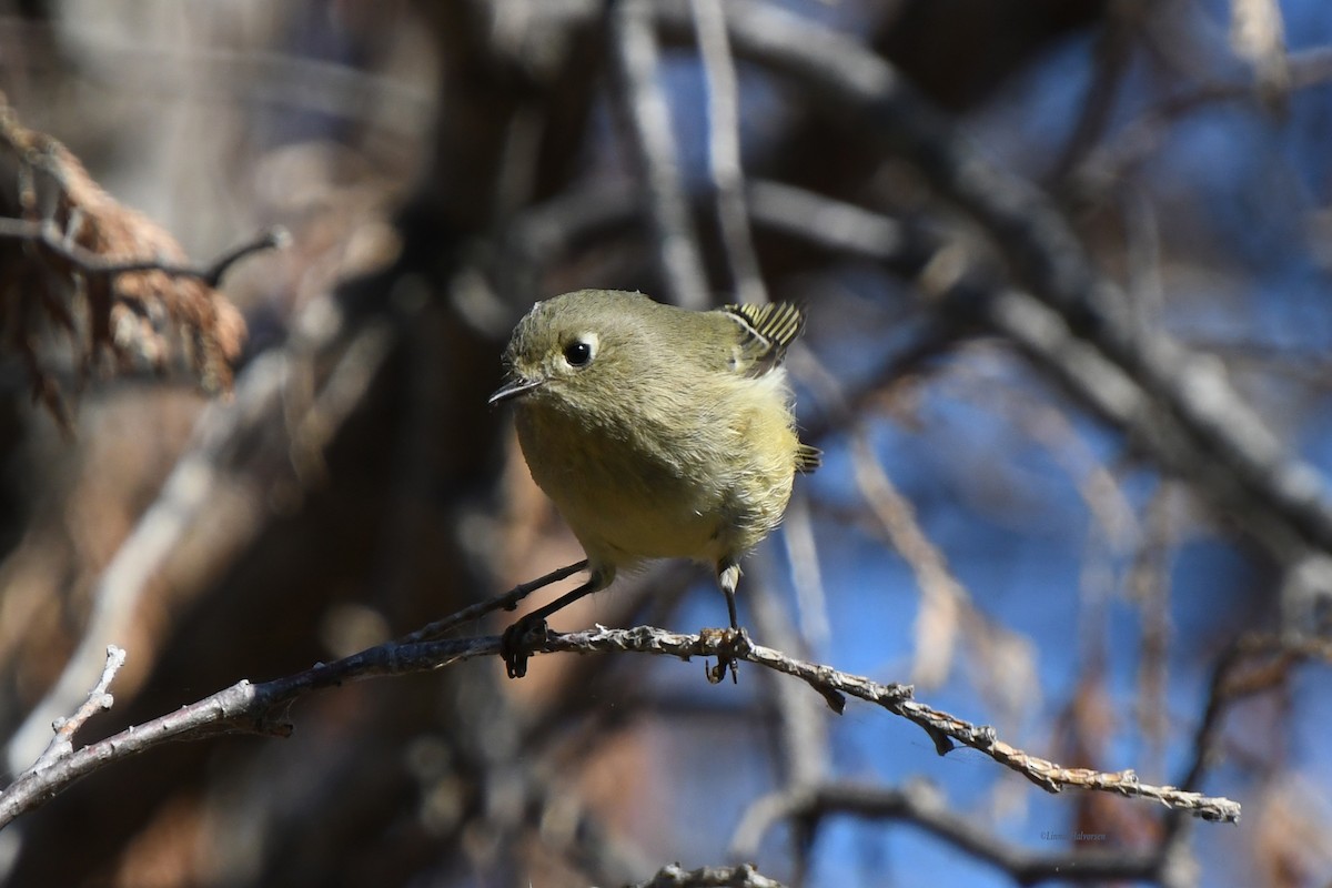 Ruby-crowned Kinglet - ML646672717