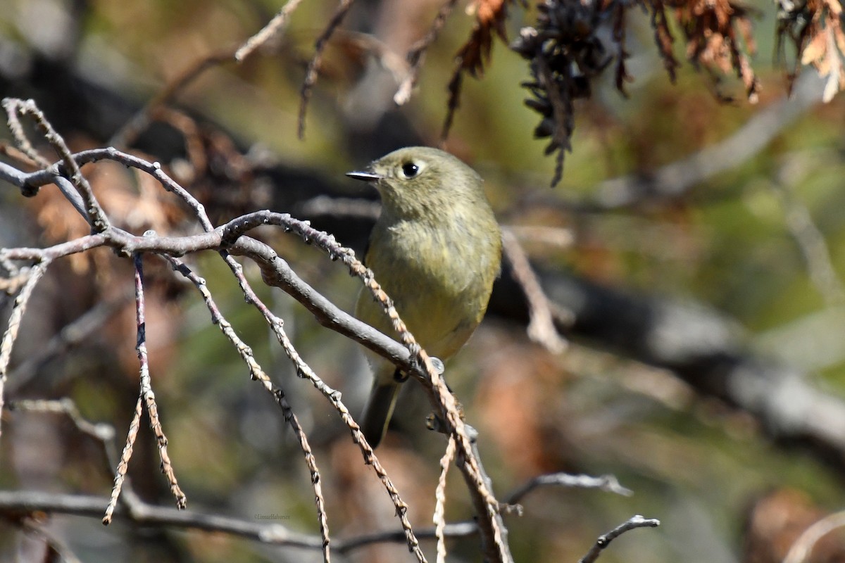 Ruby-crowned Kinglet - ML646672726