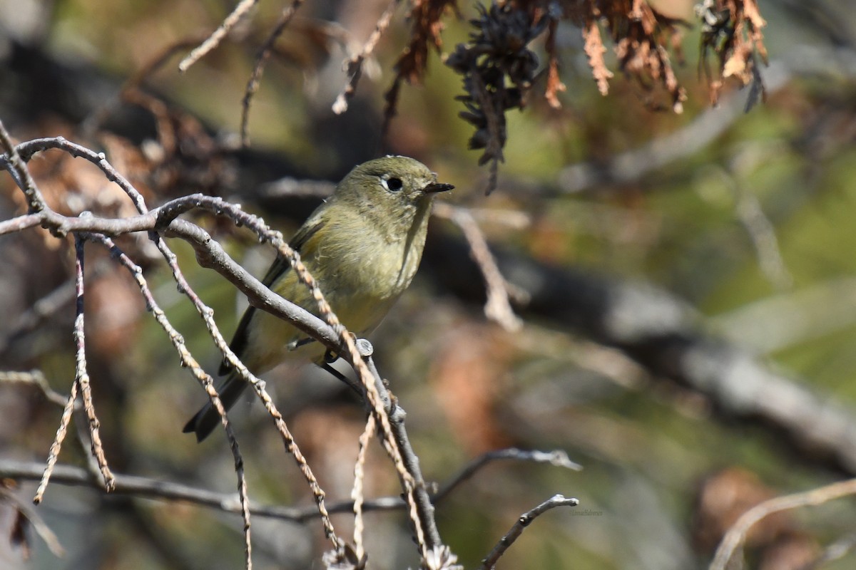 Ruby-crowned Kinglet - ML646672727