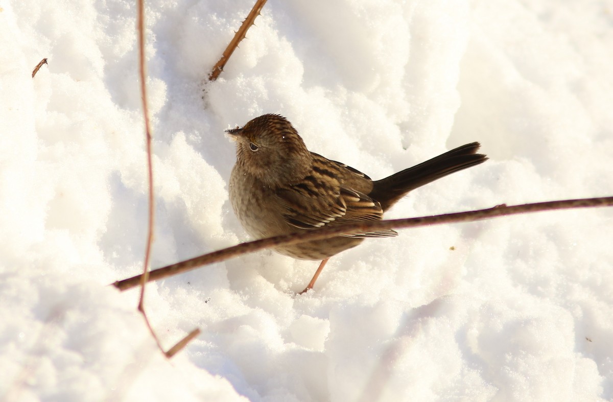 Golden-crowned Sparrow - ML646672728
