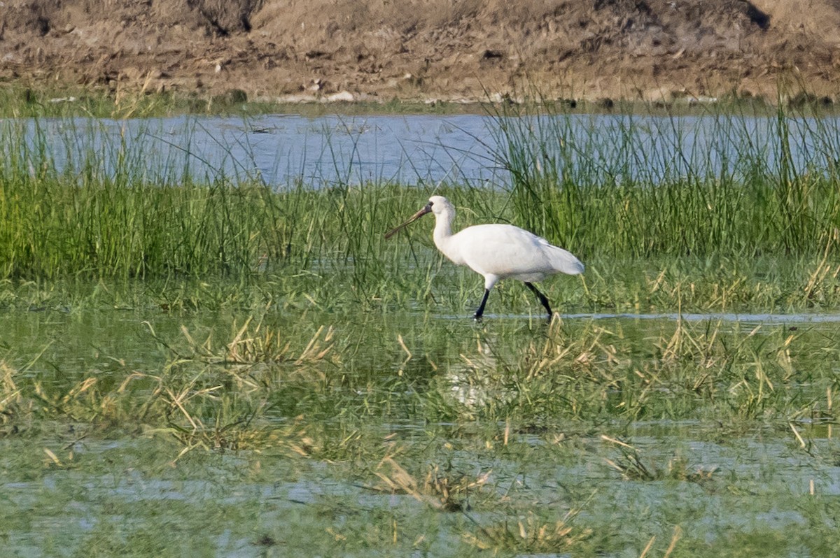 Mokozabal txikia - ML646672729