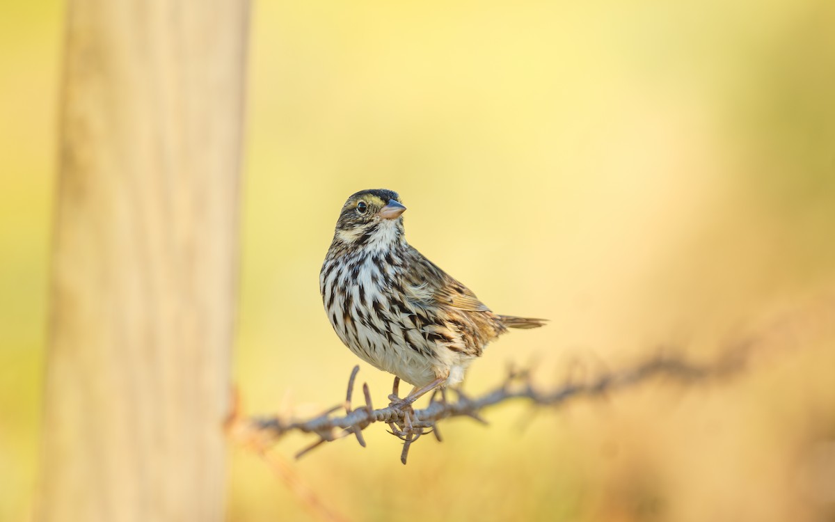 サバンナシトド（guttatus グループ） - ML646672735