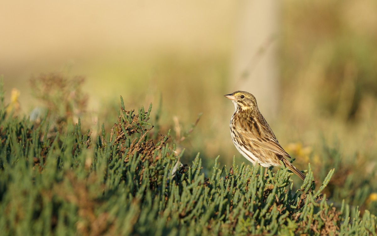 サバンナシトド（guttatus グループ） - ML646672736