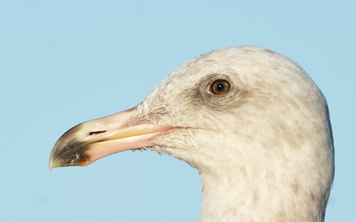 アメリカオオセグロカモメ - ML646672746