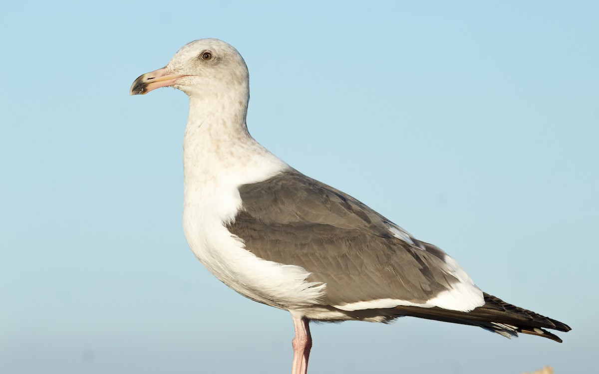 アメリカオオセグロカモメ - ML646672747