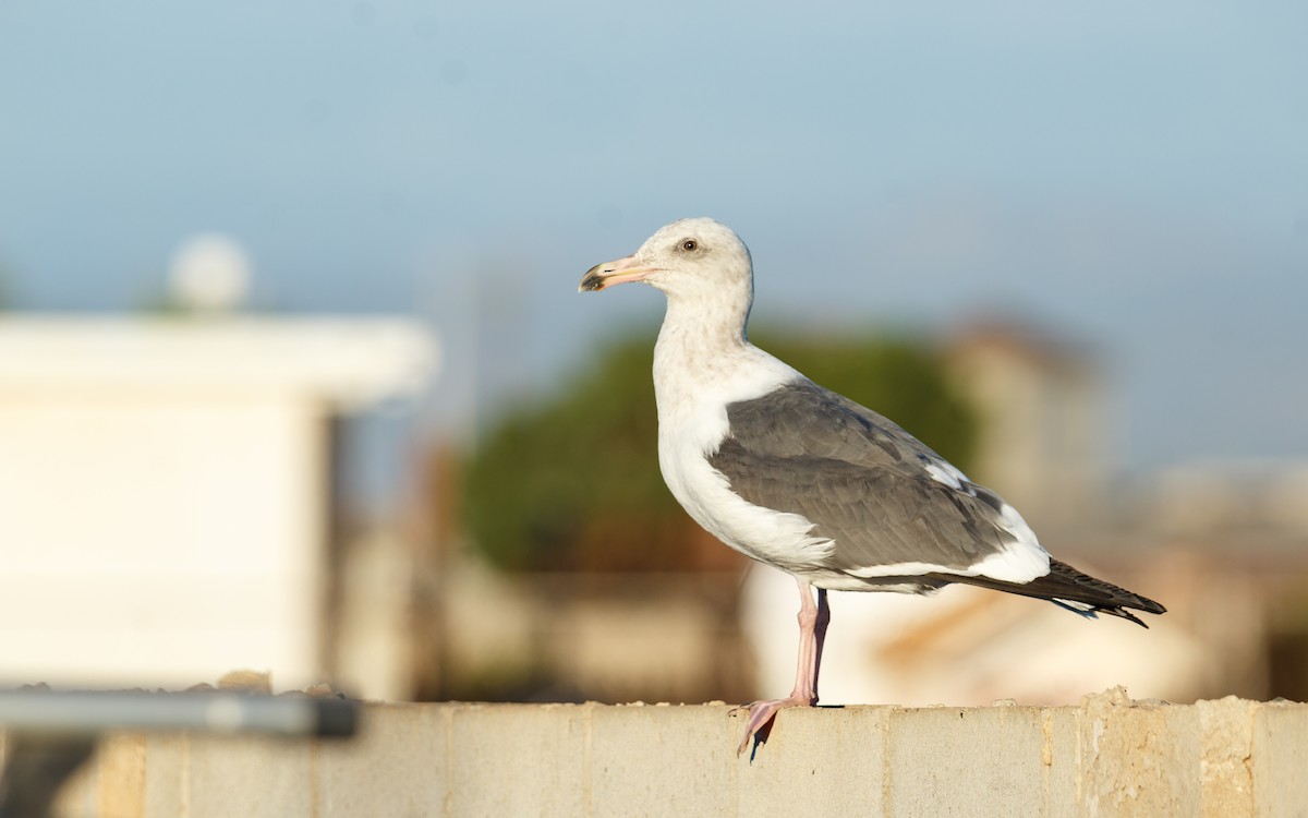 アメリカオオセグロカモメ - ML646672748