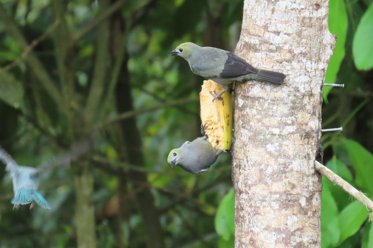 Tangara des palmiers - ML646672750