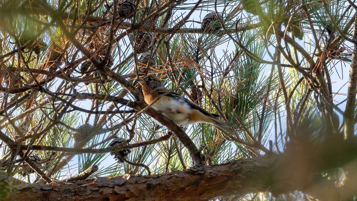 Brambling - ML646672751