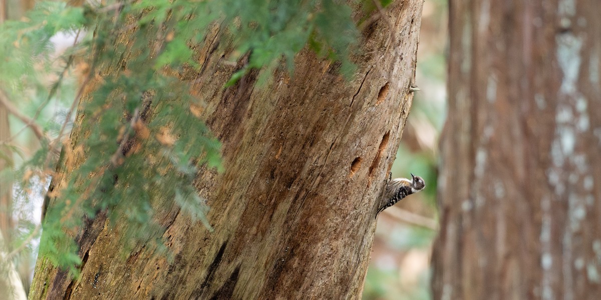 Japanese Pygmy Woodpecker - ML646672752