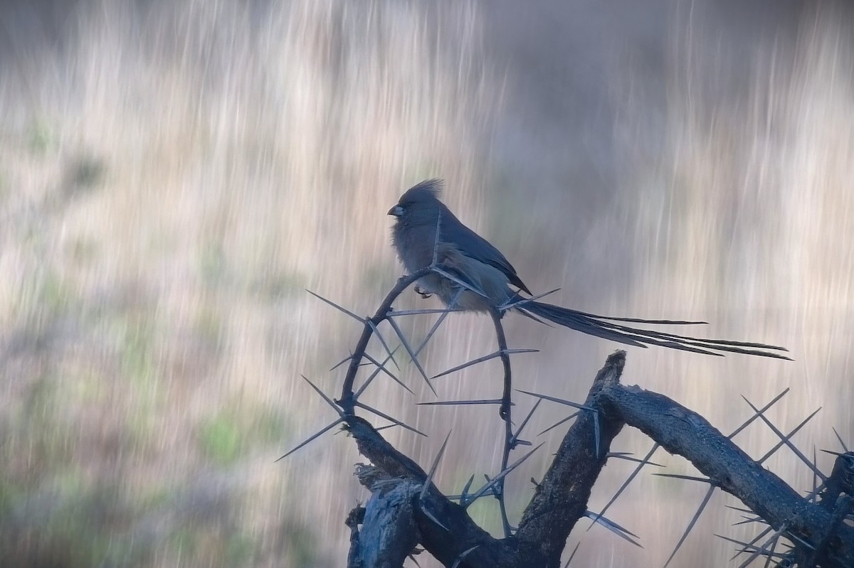 White-backed Mousebird - ML646672759