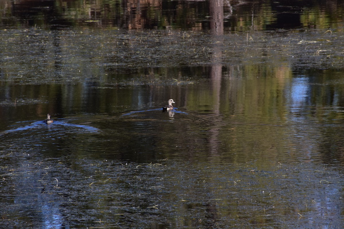 hvízdák americký - ML646672760