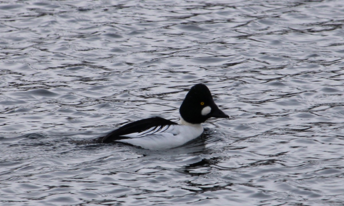 Common Goldeneye - ML646672763