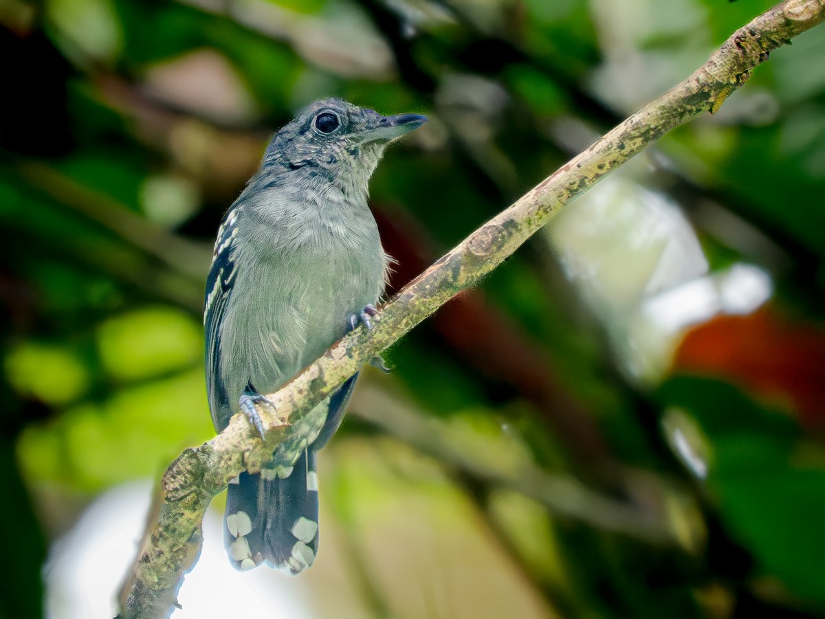 Black-crowned Antshrike - ML646672766