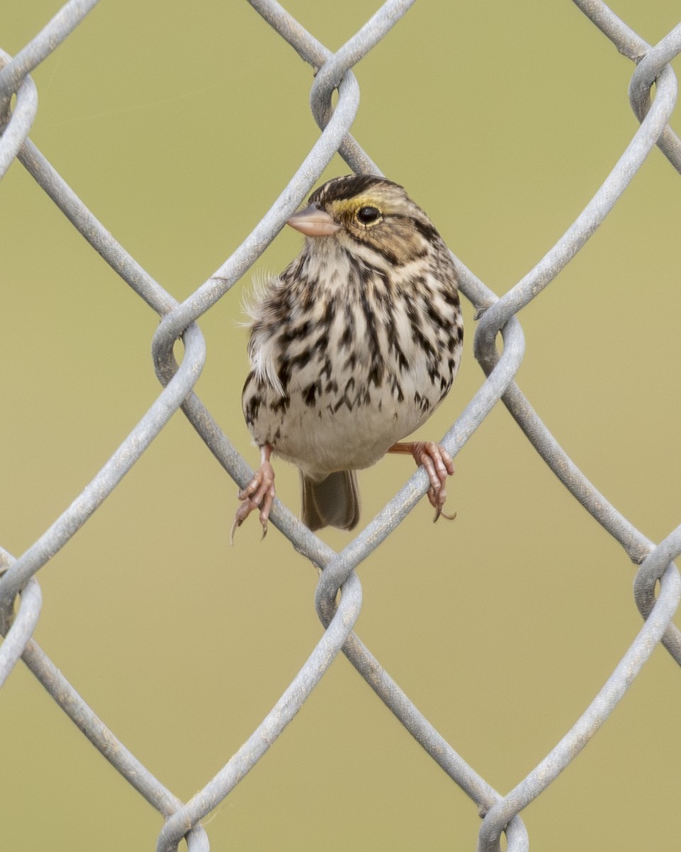 Savannah Sparrow - ML646672773