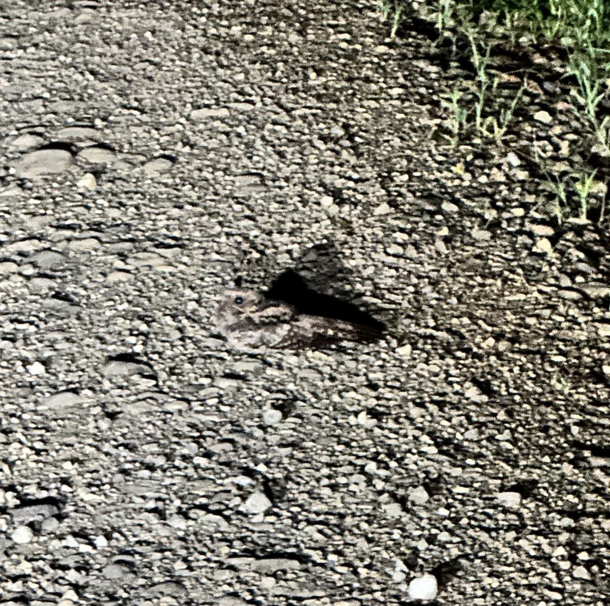 pauraquenattravn - ML646672776