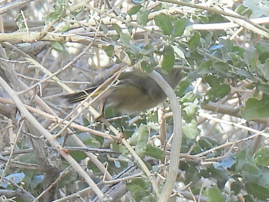 Ruby-crowned Kinglet - ML646672783